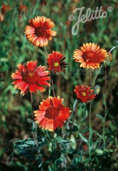 Gaillardia aristata 'Tokajer'